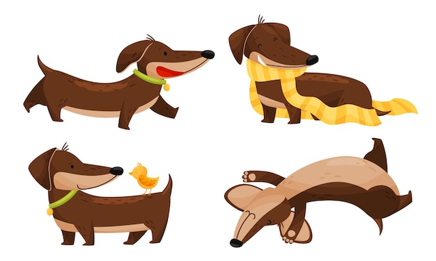 Personagem de desenho animado de dachshund de pernas curtas com corpo longo usando lenço e conjunto de vetores de caminhada