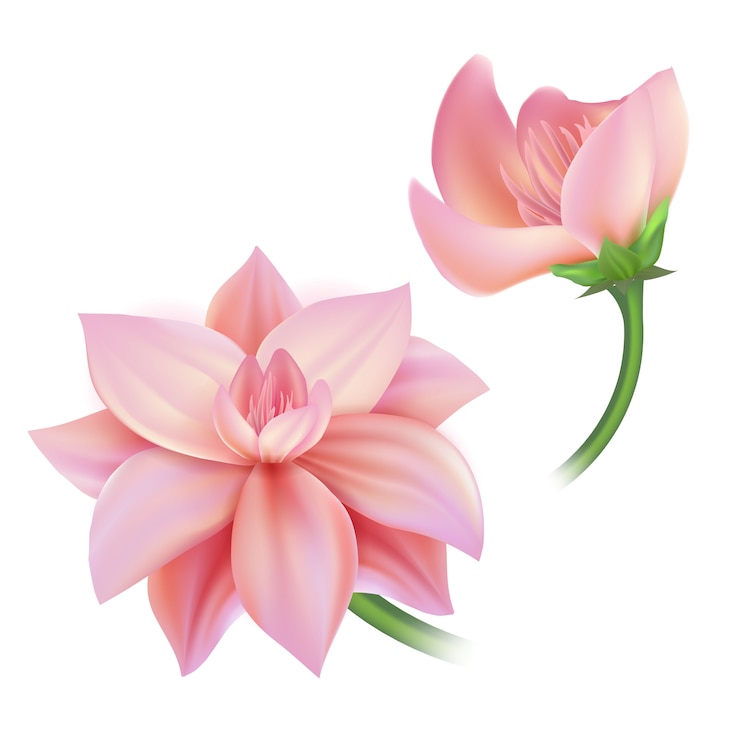 Vetor pétala de lótus realista flor rosa