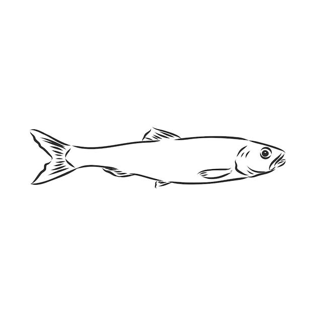 Pilchard ink sketch of sardine pequeno arenque mão desenhada ilustração vetorial de peixe