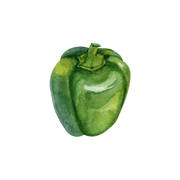 Vetor pimenta búlgara verde clipart vetorial aquarela desenhado à mão isolado no fundo branco