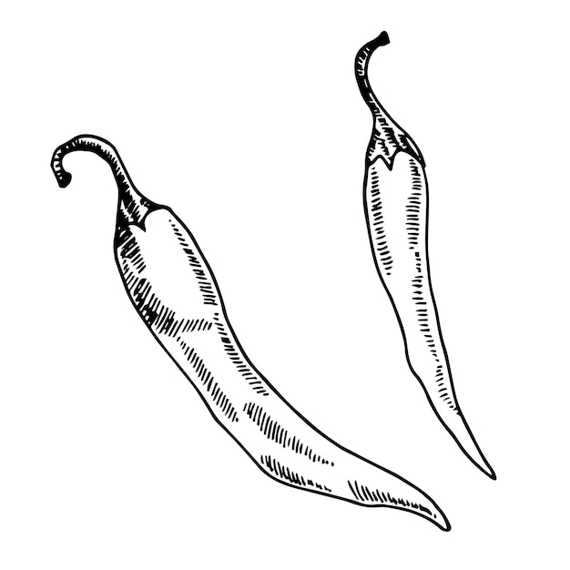 Pimenta fria Vector ilustração vetorial desenhada à mão Pimenta vegetal orgânica fresca gravada