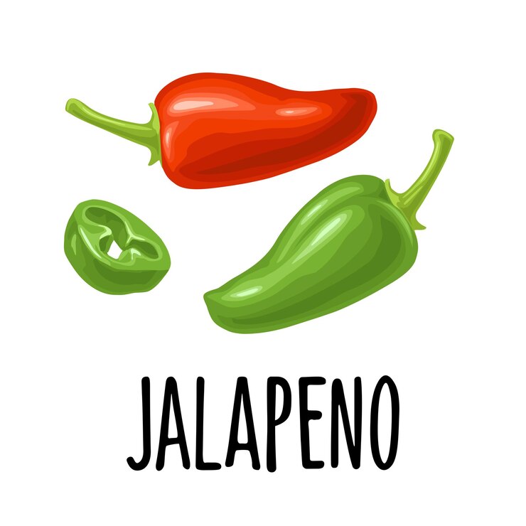 Vetor pimenta jalapeno inteira e fatiada ilustração de cor vetorial para rótulo de cartaz de menu isolado