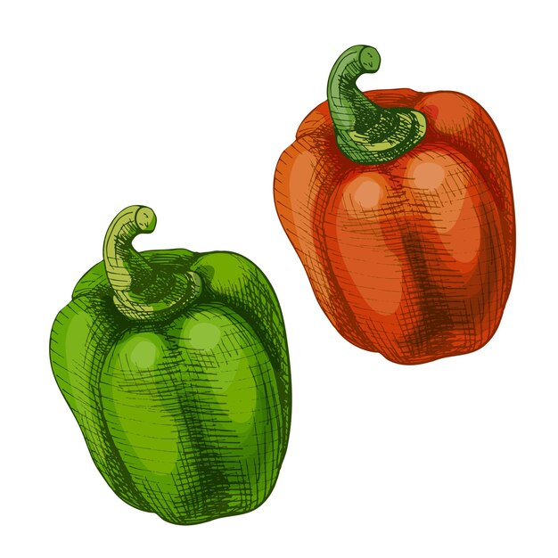 Vetor pimenta vermelha e verde doce inteira vetor ilustração de cor de eclosião vintage isolada em branco