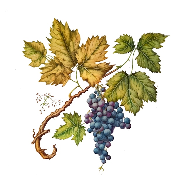 Vetor pintura aquarela de uvas