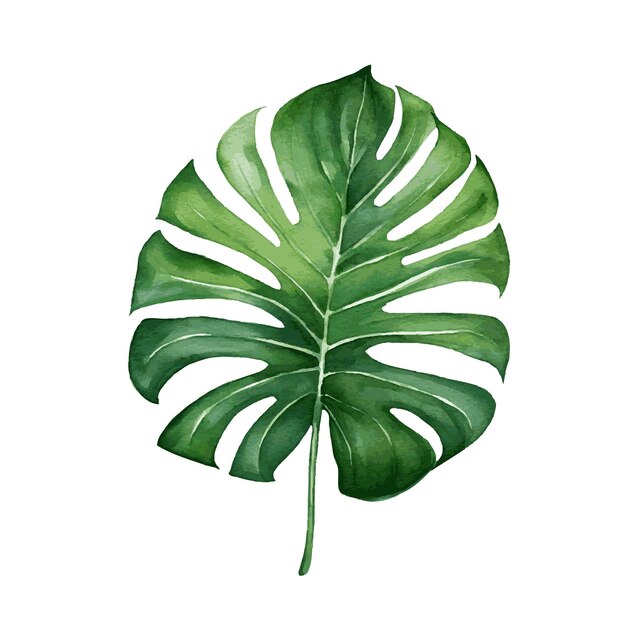 Vetor pintura de aquarela de folha de planta de monstera verde em fundo branco para decoração de cartões