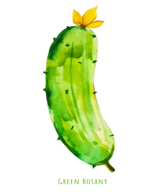 Pintura de pepino em aquarela