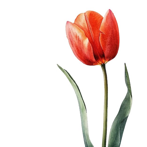 Vetor pintura simples de flores de tulipa aquarela ilustração vetorial para fundo