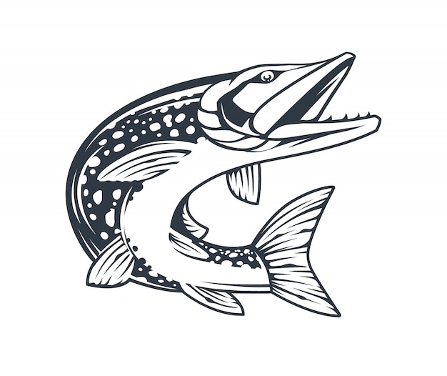 Pique peixes em movimento com a boca aberta, isolada no branco. arte de estilo de gravura vetorial monocromática.