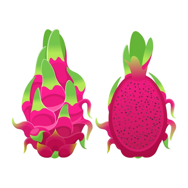 Pitaya vermelha tropical ou fruta do dragão isolada em ilustração vetorial branca