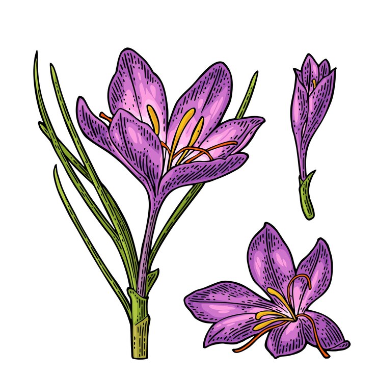 Vetor planta açafrão com flor e estames preto gravura vetor vintage ilustração