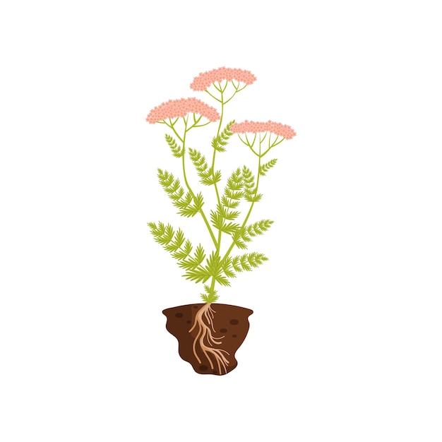 Vetor planta alta com ilustração vetorial de inflorescência rosa