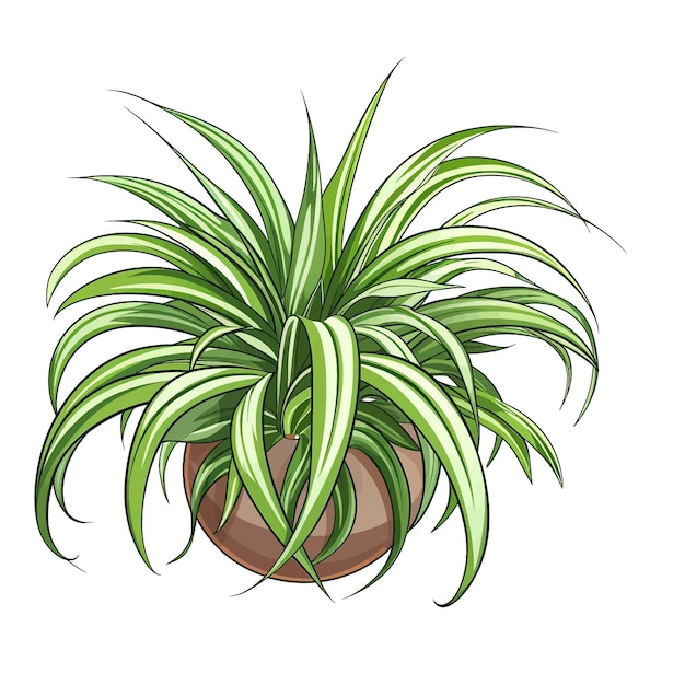 Vetor planta-aranha chlorophytum comosum desenhada à mão ilustração vetorial de desenho animado clipart fundo branco