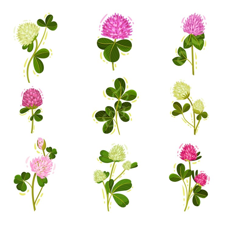 Vetor planta com flores de trevo ou trifólio com folhas trifólias e botões florais