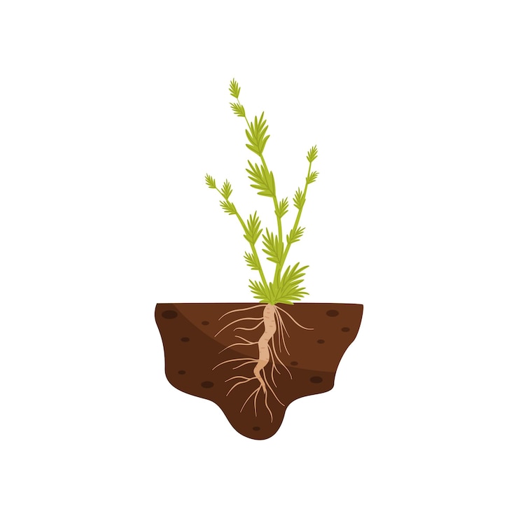 Vetor planta com folhas pequenas e uma raiz grossa na ilustração vetorial do solo