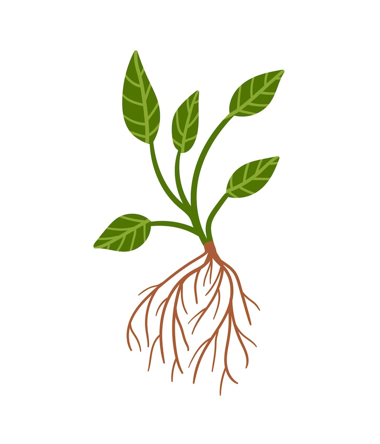 Vetor planta com raiz planta desenhada à mão vetorial com folhas verdes e raízes marrons