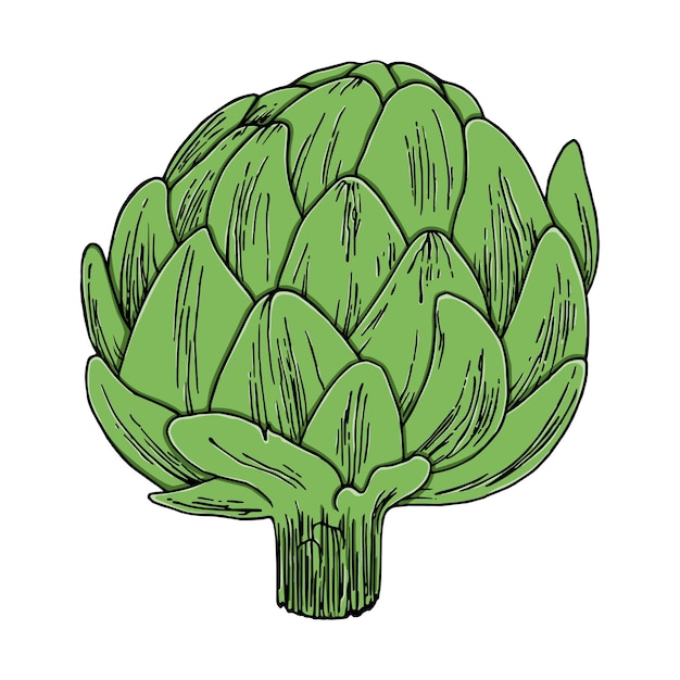 Planta de alcachofra para comer melhora a função intestinal doodle cartoon linear