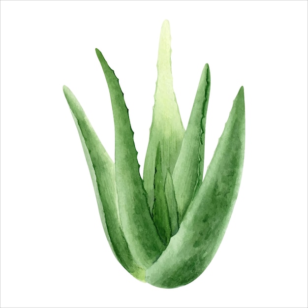 Planta de aloe vera Aloe suculento botânico Ilustração em aquarela desenhada à mão