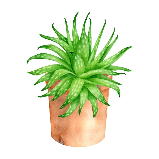 Planta de aloe vera aquarela em vaso de cerâmica suculenta desenhada à mão