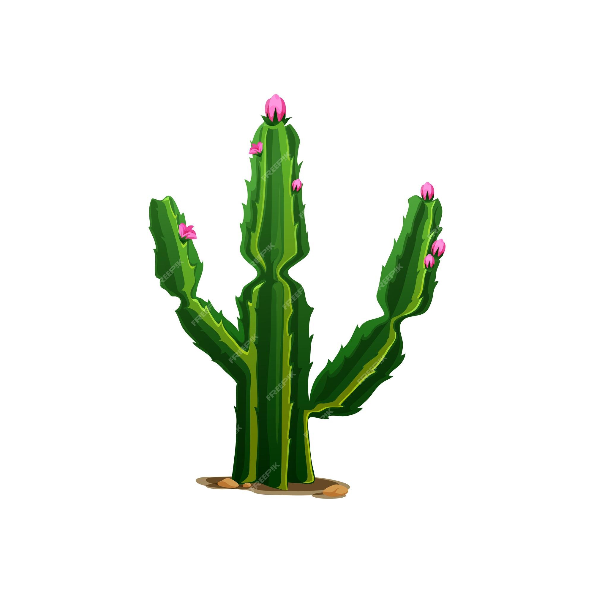 Cactus Deserto Planta Flor Flora Cactos De Desenhos Animados Suculentos.  Planta De Cactos Espinhoso Espinhoso Espinhoso. Deserto Mexicano Tropical  Cacto Verão Jardim Planta. Houseplant Vetor Exótico Cacto Verde Flor  Deserto. Royalty Free