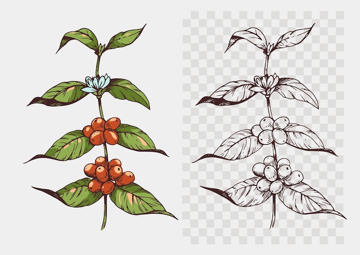 Vetor planta de café com grãos de arábica esboço realista ilustração vetorial desenhada à mão contorno preto