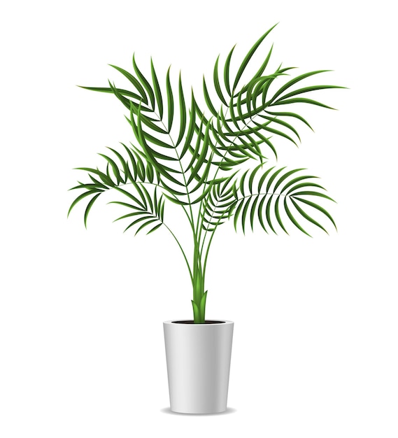 Planta de casa de palmeira tropical verde em vaso 3d realista detalhada para decoração de interiores, casa e ilustração vetorial de escritório
