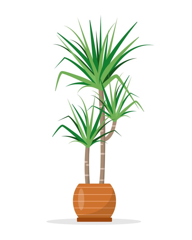 Vetor planta de casa decorativa dracaena em vaso de flores de cerâmica isolado para decoração de casa e design botânico