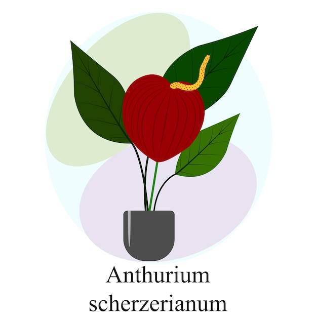 Planta de casa florida anthurium scherzerianum flor vermelha de anthurium scherzerianum
