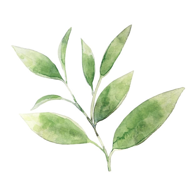 Planta de chá verde em aquarela