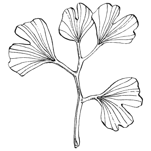 Vetor planta de ervas ginkgo à mão desenhando esboço