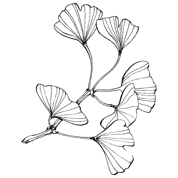 Planta de ervas Ginkgo à mão desenhando esboço