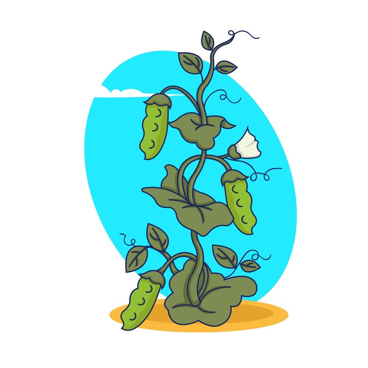 Vetor planta de ervilha com frutas em grande estilo. ilustração.