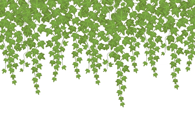 Planta de escalada da parede verde da hera que pendura de cima de. Decoração de jardim