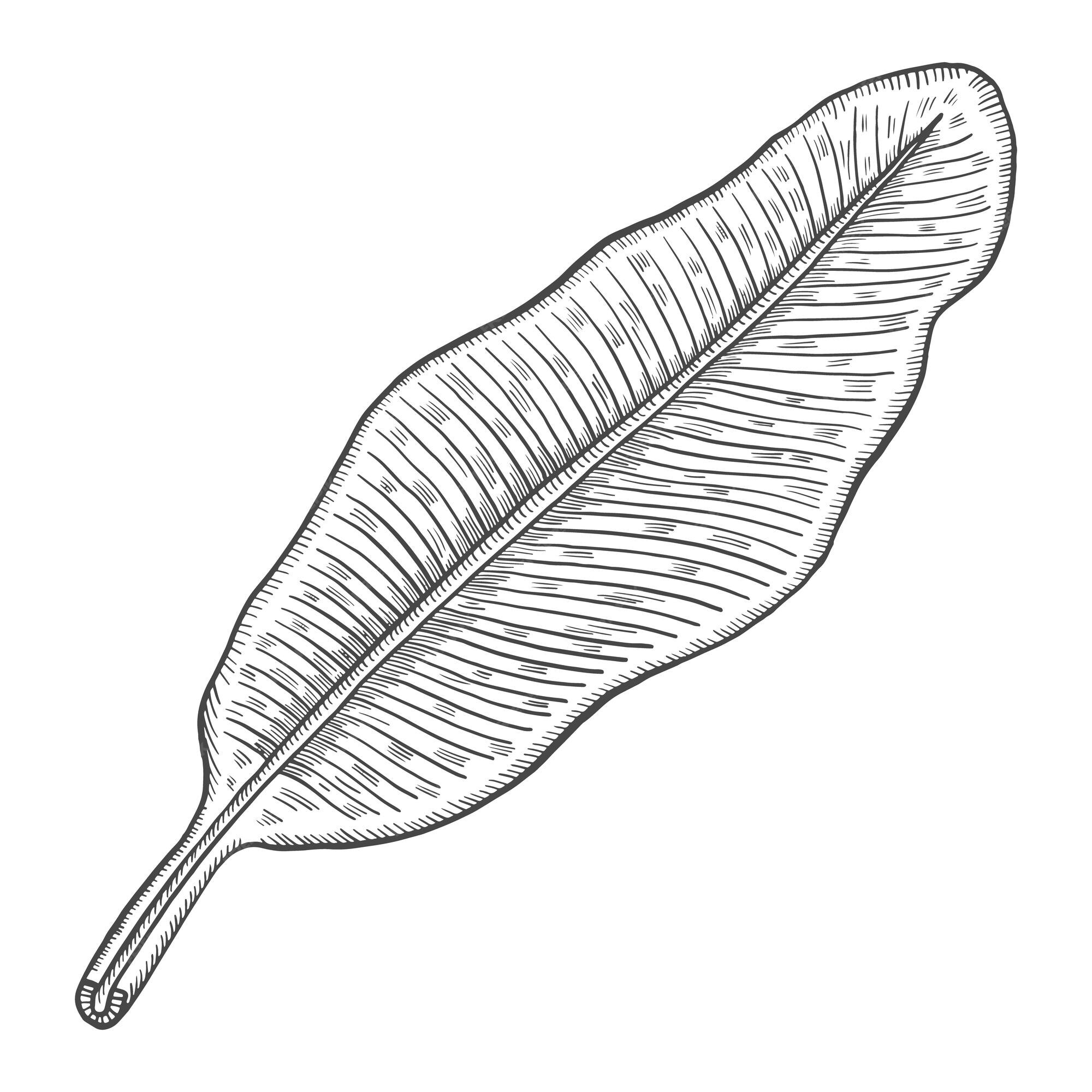 doodle desenho de esboço à mão livre de banana. 11235566 PNG