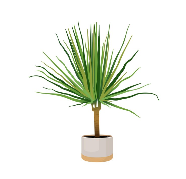 Vetor planta de interior dracaena marginata em um vaso para decoração de interiores decoração moderna para casa com plantas