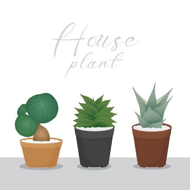 planta de interior