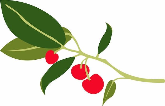 Planta de inverno com frutos e folhas