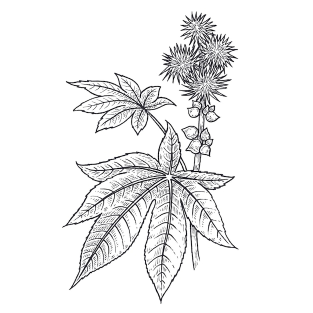 Planta de óleo de rícino planta médica isolada no fundo branco vector vintage preto e branco