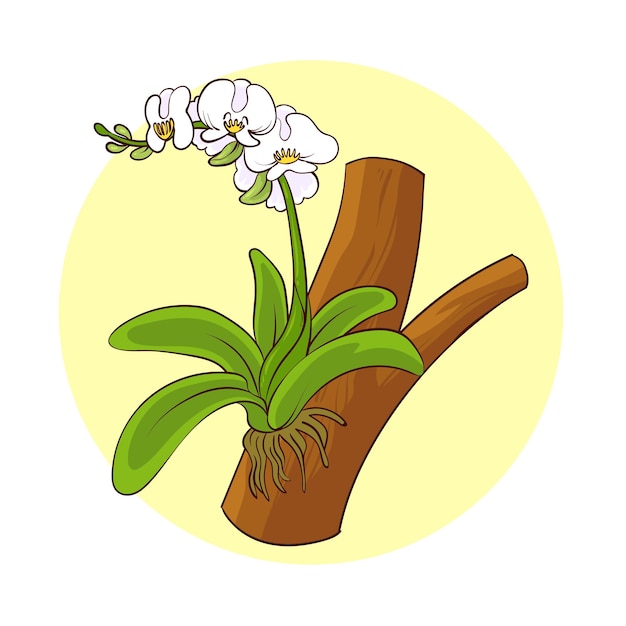 Planta de orquídea desenhada de mão