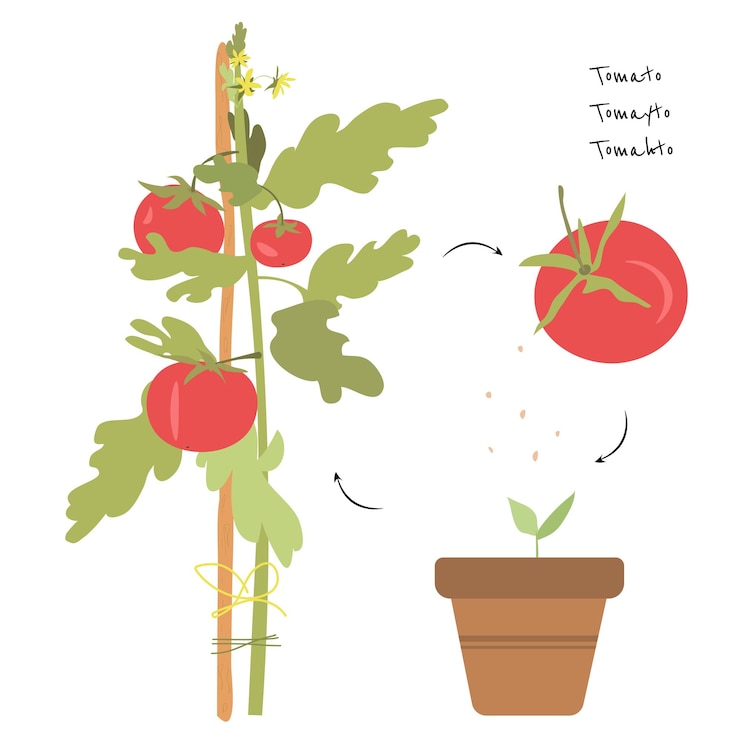 Vetor planta de tomate com flores vaso de tomate vermelho com folhas verdes