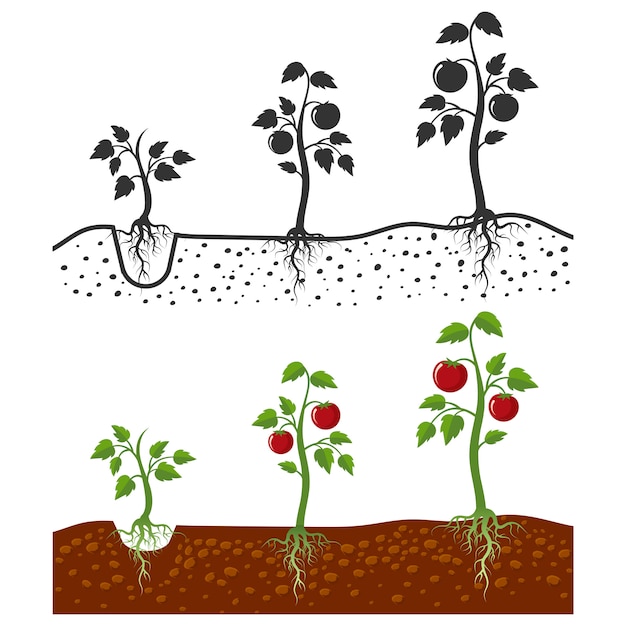 Planta de tomate com raízes, estágios de crescimento - estilo cartoon e silhuetas de tomates isolados no branco