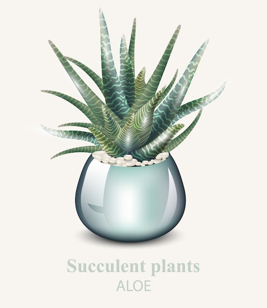 Planta detalhada de aloe vera