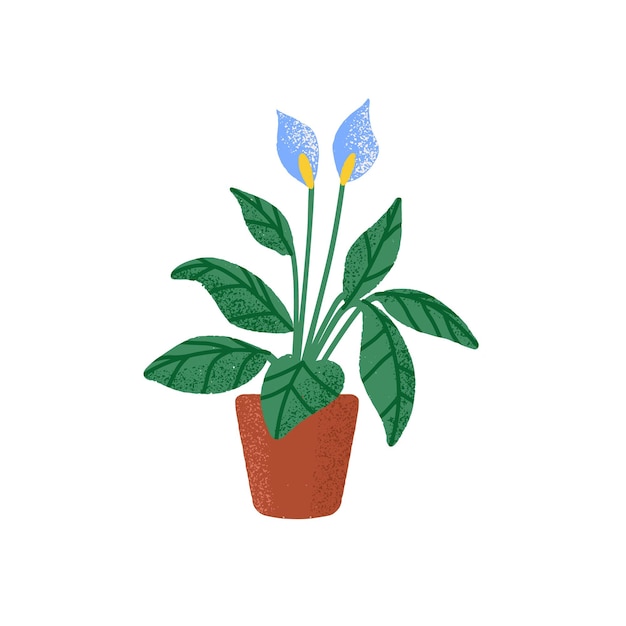 Planta interna spathiphyllum wallisii em vaso flores desabrochadas de spath crescendo em plantador lírios da paz florescendo planta de casa floral ilustração em vetor plana colorida isolada no fundo branco