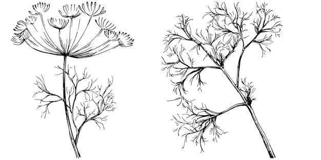 Planta isolada de vetor de endro ou erva-doce