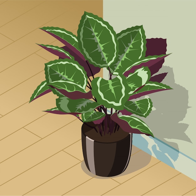 Vetor planta isométrica calathea