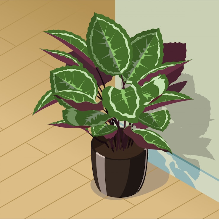 Vetor planta isométrica calathea