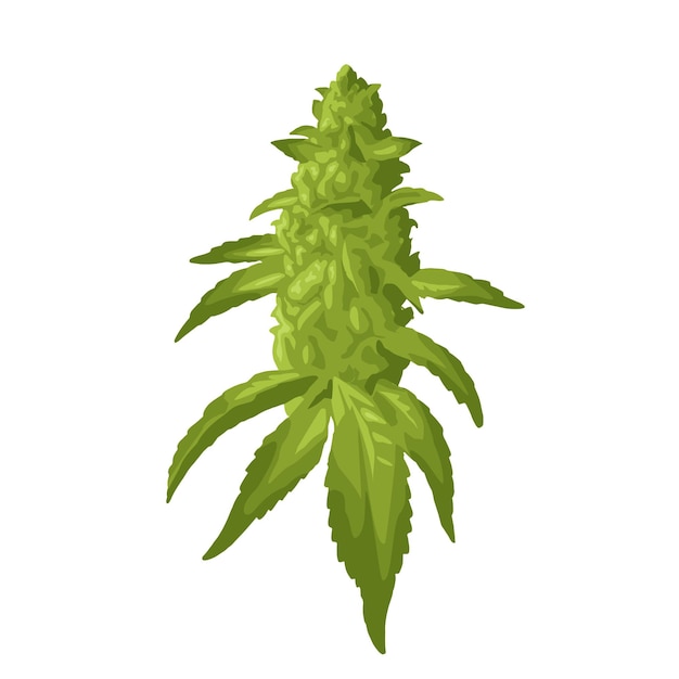 Planta madura de maconha com folhas e botões de cannabis Elemento de design desenhado à mão Ilustração realista de vetor de cores para web de cartaz de rótulo Isolado no fundo branco
