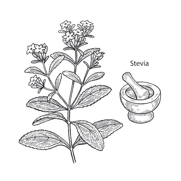 Planta medicinal estévia