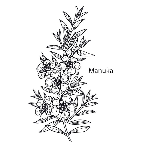 Planta medicinal manuka vintage