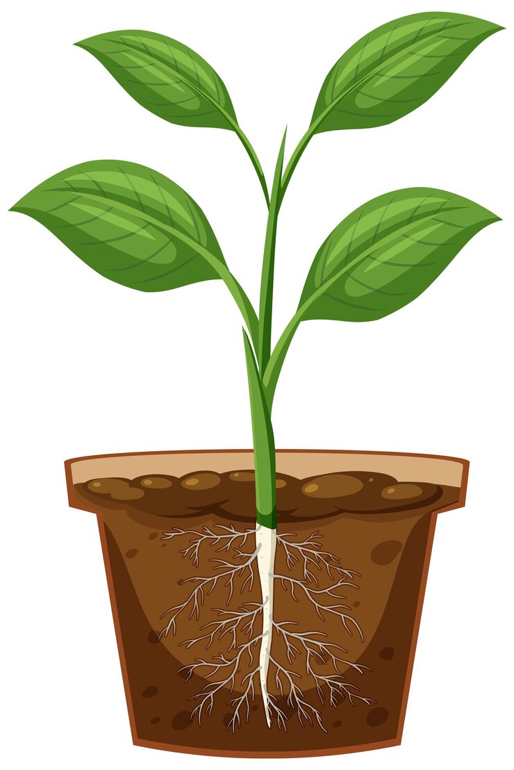 Vetor plantar no vaso com sistema radicular