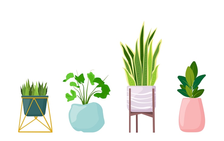 Vetor plantas caseiras em vasos em um suporte succulents ficus vector